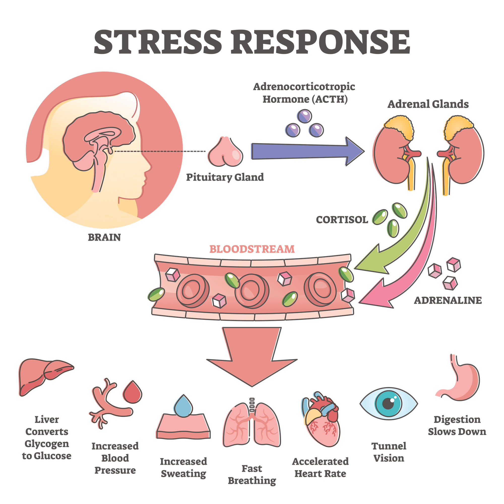 hormonal stress response naturopathic doctor in scottsdale